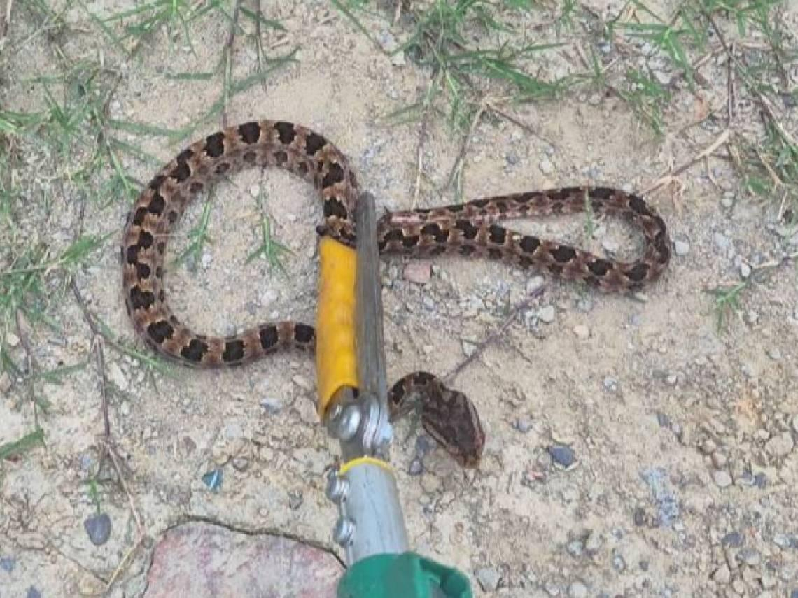 龜殼花咬5歲男童！社區遊戲室奔跑採到牠「狠咬兩腳腳踝」…怎麼溜進去的？被毒蛇咬第一步該這樣做